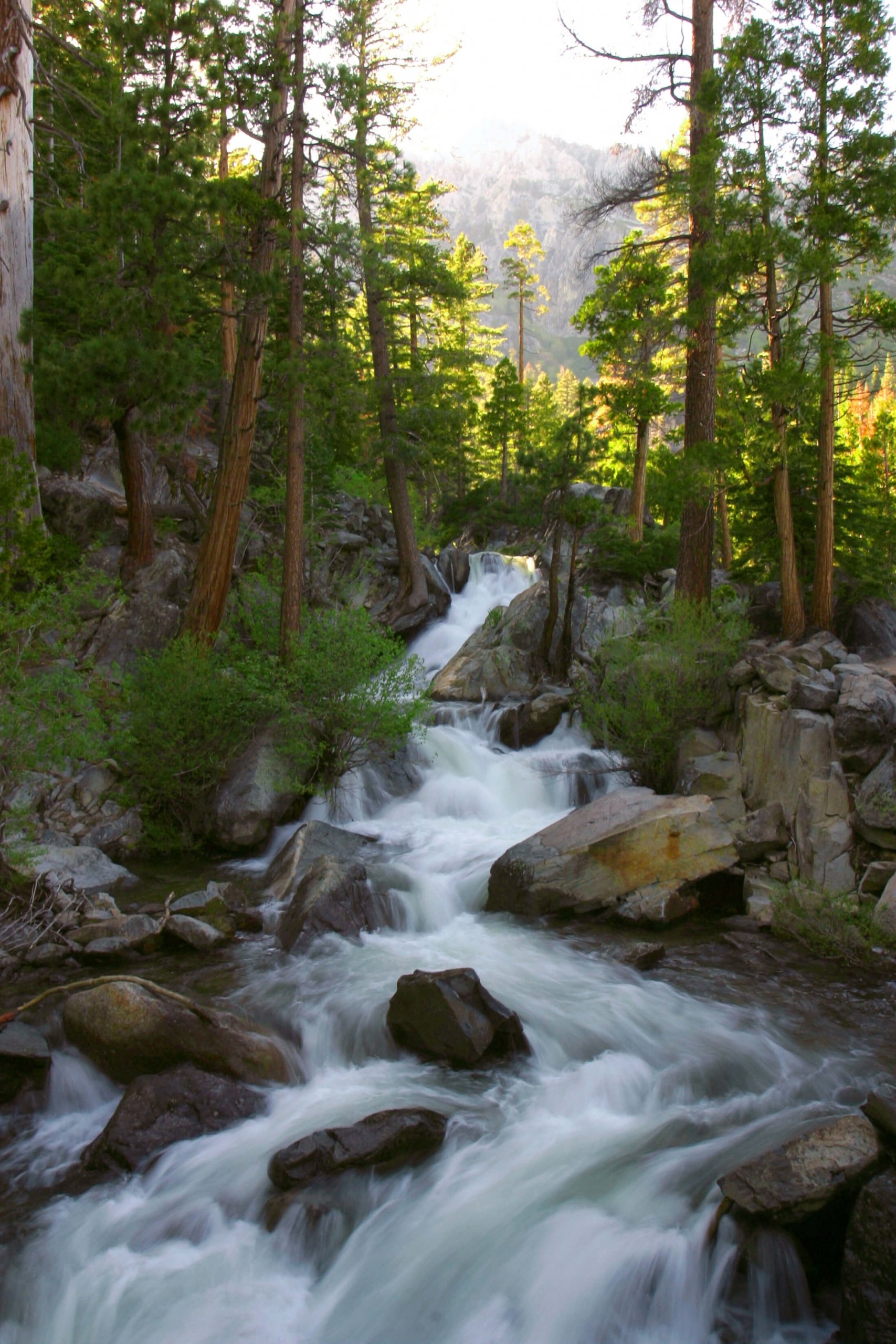 A flowing stream with rock formation amidst tall trees and mountains
