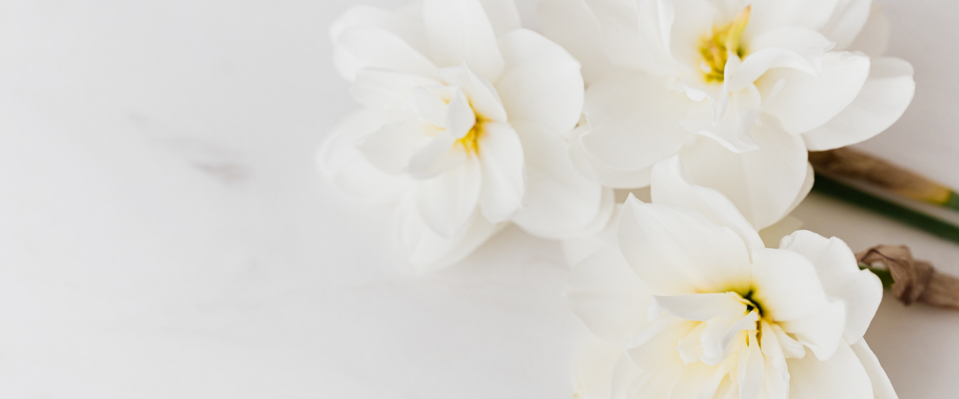 White flowers