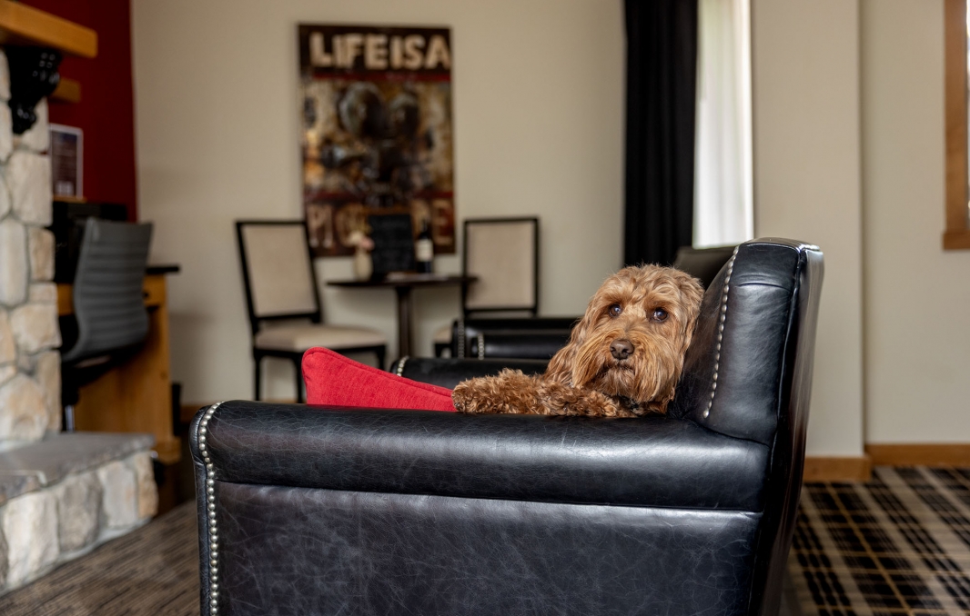 Dog sitting on a leather chair