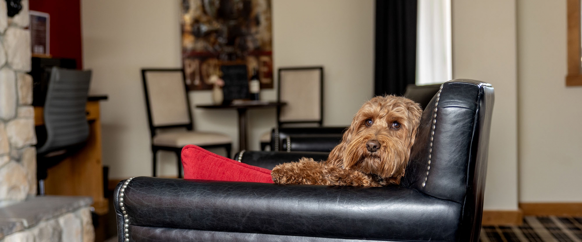 Dog sitting on a leather chair