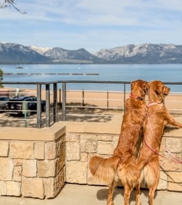 Dogs of The Landing